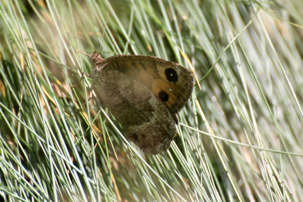 Satyrus ferula? S